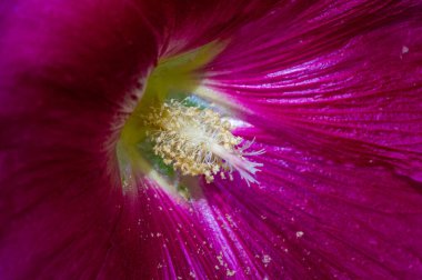 Mallow - yapraklı sebze şeklinde yenilebilir çiçek. 