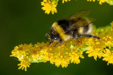 Solidago, genellikle altın çubuk olarak adlandırılır, bunların çoğu otlaklar, çayırlar ve savanalar gibi açık alanlarda bulunan otçul uzun ömürlü türlerdir. Çoğunlukla Kuzey Amerika 'dan geliyorlar, Meksika da dahil.