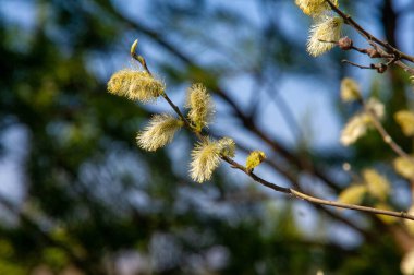 Bahar manzarası, söğüt çiçekleri, dolgunluk küpeleri. Tipik olarak dar yaprakları olan bir ağaç ya da ılıman iklim çalısı, ayılar catkins, ve su yakınında büyür.