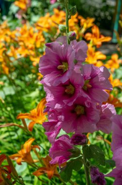 Mallow - yapraklı sebze şeklinde yenilebilir çiçek. 