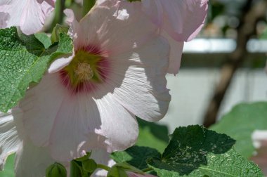 Mallow - yapraklı sebze şeklinde yenilebilir çiçek. 