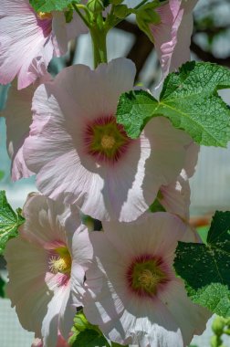 Mallow - yapraklı sebze şeklinde yenilebilir çiçek. 