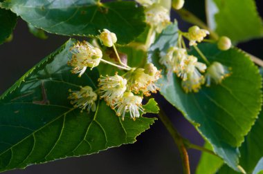 Kireç çiçekleri, nefis kokulu ıhlamur ağaçları yazın başında havayı koklarlar, bizi çağırırlar ve vücutları, akılları ve ruhları için yararlı özelliklerinin tadını çıkarırlar.. 