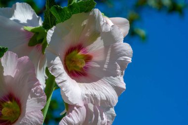 Mallow - yapraklı sebze şeklinde yenilebilir çiçek. 