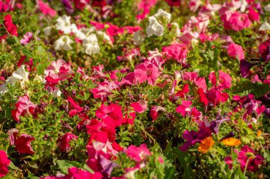 Petunia Güney Amerika kökenlidir. Aynı isimde popüler bir çiçek Fransızlardan geldi.