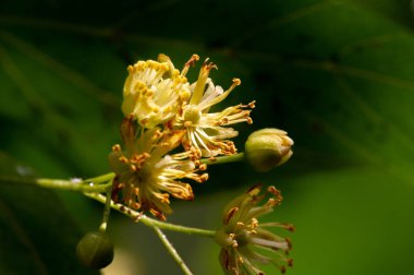 Kireç çiçekleri, nefis kokulu ıhlamur ağaçları yazın başında havayı koklarlar, bizi çağırırlar ve vücutları, akılları ve ruhları için yararlı özelliklerinin tadını çıkarırlar.. 