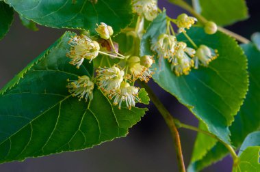 Kireç çiçekleri, nefis kokulu ıhlamur ağaçları yazın başında havayı koklarlar, bizi çağırırlar ve vücutları, akılları ve ruhları için yararlı özelliklerinin tadını çıkarırlar.. 