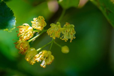 Kireç çiçekleri, nefis kokulu ıhlamur ağaçları yazın başında havayı koklarlar, bizi çağırırlar ve vücutları, akılları ve ruhları için yararlı özelliklerinin tadını çıkarırlar.. 