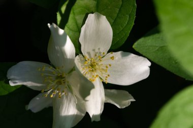 Yasemin, Eski Dünya 'dan kalma bir çalı ya da parfüm ya da çayda kullanılan güzel kokulu çiçekleri olan bir tırmanma bitkisi. Dekoratif olarak popüler. Zeytin familyasından bir çalılık ve asma cinsidir.