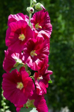 Mallow - yapraklı sebze şeklinde yenilebilir çiçek. 