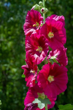 Mallow - yapraklı sebze şeklinde yenilebilir çiçek. 