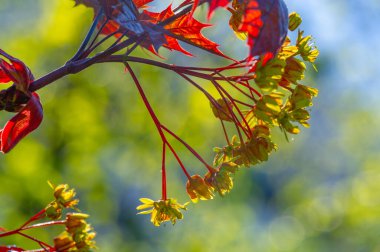 Akçaağaç çiçekleri yeşil, sarı, turuncu veya kırmızıdır. Bazı akçaağaçlar arılar için ilkbaharın başlarında polen ve nektar kaynağıdır..