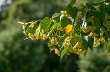 Kireç çiçekleri, nefis kokulu ıhlamur ağaçları yazın başında havayı koklarlar, bizi çağırırlar ve vücutları, akılları ve ruhları için yararlı özelliklerinin tadını çıkarırlar.. 