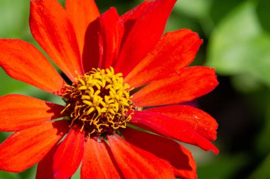 Zinnia, papatya ailesinden bir ayçiçeği cinsidir. Amerika Birleşik Devletleri 'nin güneybatısından Güney Amerika' ya kadar uzanan çalılıklardan ve kuru otlaklardan geliyorlar..