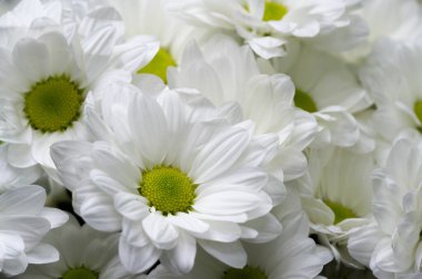 Çiçek buketi yaratıcı bir düzende bir çiçek koleksiyonudur. Çiçek buketleri evlerin ya da kamu binalarının dekorasyonu için düzenlenebilir ya da elde taşınabilir.