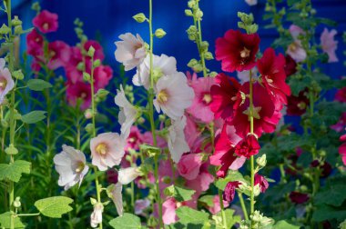 Mallow - yapraklı sebze şeklinde yenilebilir çiçek. 