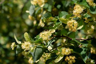 Kireç çiçekleri, nefis kokulu ıhlamur ağaçları yazın başında havayı koklarlar, bizi çağırırlar ve vücutları, akılları ve ruhları için yararlı özelliklerinin tadını çıkarırlar.. 