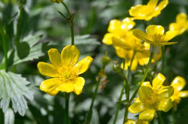 Ranunculus acris, Ranunculaceae familyasından Avrupa 'da yaygın olarak rastlanan ve ılıman Avrasya' da yetişen bir bitki türü. Yaygın isimler çayır, uzun, yaygın