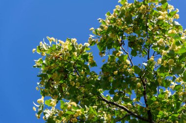 Kireç çiçekleri, nefis kokulu ıhlamur ağaçları yazın başında havayı koklarlar, bizi çağırırlar ve vücutları, akılları ve ruhları için yararlı özelliklerinin tadını çıkarırlar.. 