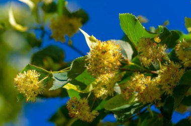 Kireç çiçekleri, nefis kokulu ıhlamur ağaçları yazın başında havayı koklarlar, bizi çağırırlar ve vücutları, akılları ve ruhları için yararlı özelliklerinin tadını çıkarırlar.. 