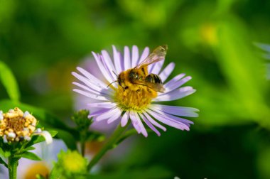 Aster ismi Yunanca 'da 