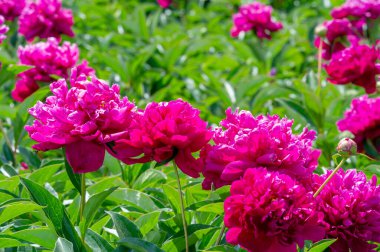 Şakayık ya da şakayık. Asya 'dan, Avrupa' dan ve Kuzey Amerika 'dan geliyorlar. Onlar ılıman bölgelerdeki en popüler bahçe bitkilerindendir. Onlar da büyük ölçekte kesilmiş çiçek olarak satılırlar.,