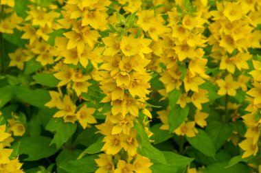 Lysimachia punctata, yaz mevsiminde çiçek açan, şişkinliği ve kan dolaşımını azaltmak için bir ilaç; enuresis, ödem; beyazlar ve adet düzensizlikleri için jinekolojide kullanılır.