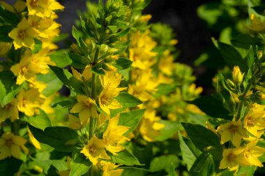 Lysimachia punctata, yaz mevsiminde çiçek açan, şişkinliği ve kan dolaşımını azaltmak için bir ilaç; enuresis, ödem; beyazlar ve adet düzensizlikleri için jinekolojide kullanılır.
