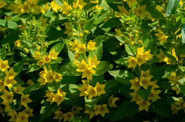 Lysimachia punctata, yaz mevsiminde çiçek açan, şişkinliği ve kan dolaşımını azaltmak için bir ilaç; enuresis, ödem; beyazlar ve adet düzensizlikleri için jinekolojide kullanılır.