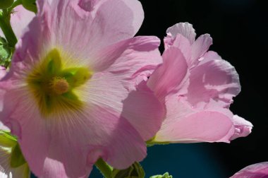 Mallow - yapraklı sebze şeklinde yenilebilir çiçek. 