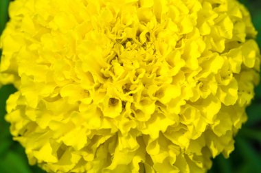 Tagetes, pericone olarak bilinen, Meksika'da tıbbi çay tatlı, aromalı anason yapmak için kullanılır. tarhun yerine, ve çocukların 