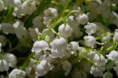 Convallaria majalis (vadideki zambak), zambak çiçeği düğünlerde kullanıldı ve çok pahalı olabilir. Uluslararası İşçi Bayramı 'nda vadi zambağı satmak Fransa' da bir gelenek haline geldi.