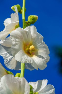 Mallow - yapraklı sebze şeklinde yenilebilir çiçek. 