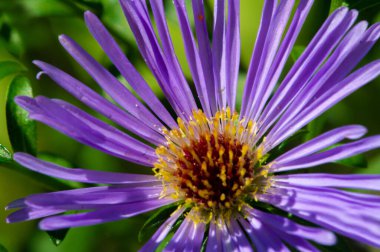 Aster alpinus (alp aster) - Kanada ve Amerika Birleşik Devletleri 'ne özgü bir alt türüyle Avrupa dağlarında (Alpler de dahil) yetişir. mor, pembe ya da mavi çiçeklere sahip olmak,
