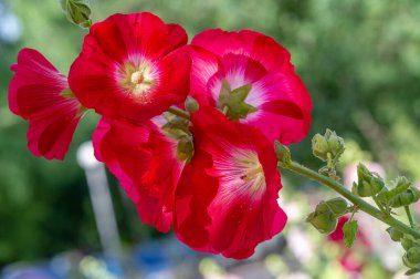 Mallow - yapraklı sebze şeklinde yenilebilir çiçek. 