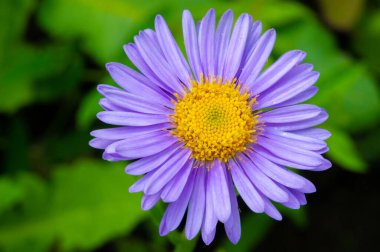 Aster alpinus (alp aster) - Kanada ve Amerika Birleşik Devletleri 'ne özgü bir alt türüyle Avrupa dağlarında (Alpler de dahil) yetişir. mor, pembe ya da mavi çiçeklere sahip olmak,