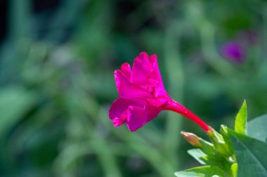 Mirabilis Jalapa, Peru 'nun mucizesi ya da dört saatlik bir çiçek, Latince harikulade, ve Jalapa - Meksika' nın Veracruz eyaletinin başkenti. Aztekler tarafından tıbbi amaçlar için yetiştirildi.