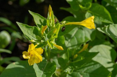 Mirabilis Jalapa, Peru 'nun mucizesi ya da dört saatlik bir çiçek, Latince harikulade, ve Jalapa - Meksika' nın Veracruz eyaletinin başkenti. Aztekler tarafından tıbbi amaçlar için yetiştirildi.