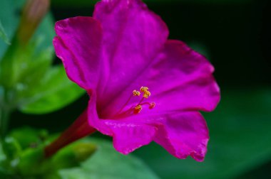 Mirabilis Jalapa, Peru 'nun mucizesi ya da dört saatlik bir çiçek, Latince harikulade, ve Jalapa - Meksika' nın Veracruz eyaletinin başkenti. Aztekler tarafından tıbbi amaçlar için yetiştirildi.