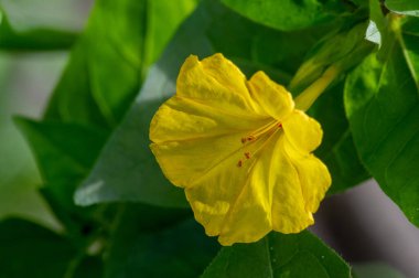 Mirabilis Jalapa, Peru 'nun mucizesi ya da dört saatlik bir çiçek, Latince harikulade, ve Jalapa - Meksika' nın Veracruz eyaletinin başkenti. Aztekler tarafından tıbbi amaçlar için yetiştirildi.