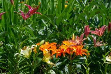 Lilium sevdiklerine duyduğun sevgi, coşku ve sevgiyi temsil ederken, turuncu zambaklar mutluluk ve sıcaklığı simgeliyor. Lilium longiflorum, Paskalya zambağı, Paskalya 'nın bir sembolüdür.