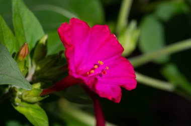 Mirabilis Jalapa, Peru 'nun mucizesi ya da dört saatlik bir çiçek, Latince harikulade, ve Jalapa - Meksika' nın Veracruz eyaletinin başkenti. Aztekler tarafından tıbbi amaçlar için yetiştirildi.