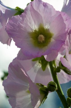 Mallow - yapraklı sebze şeklinde yenilebilir çiçek. 