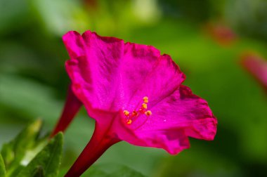 Mirabilis Jalapa, Peru 'nun mucizesi ya da dört saatlik bir çiçek, Latince harikulade, ve Jalapa - Meksika' nın Veracruz eyaletinin başkenti. Aztekler tarafından tıbbi amaçlar için yetiştirildi.