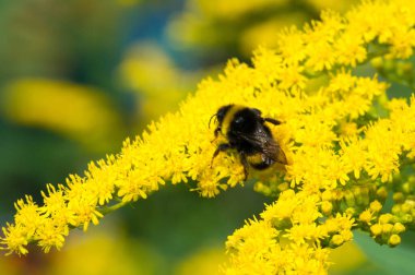 Genellikle altın ağaç olarak adlandırılan Saltago çiçeği, Meksika 'dan Güney Amerika ve Avrasya' ya kadar olan bölgelerde yaşayan insanlar da dahil olmak üzere Kuzey Amerika 'dan gelir. Eşek arısı, gürültülü mırıldanan kıllı bir arı.,