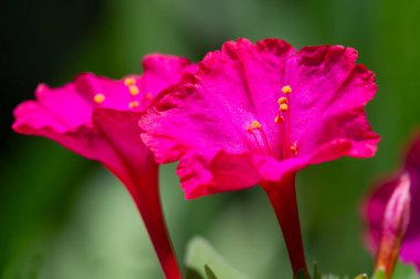 Mirabilis Jalapa, Peru 'nun mucizesi ya da dört saatlik bir çiçek, Latince harikulade, ve Jalapa - Meksika' nın Veracruz eyaletinin başkenti. Aztekler tarafından tıbbi amaçlar için yetiştirildi.