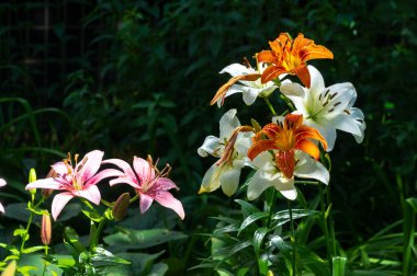 Lilium sevdiklerine duyduğun sevgi, coşku ve sevgiyi temsil ederken, turuncu zambaklar mutluluk ve sıcaklığı simgeliyor. Lilium longiflorum, Paskalya zambağı, Paskalya 'nın bir sembolüdür.