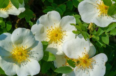Rosa canina - Çiçekler genellikle büyük ve gösterişlidir, beyazdan sarıya ve kırmızıya. Türlerin çoğu Asya 'ya özgüdür ve Avrupa, Kuzey Amerika ve kuzeybatı Afrika' ya özgüdür..