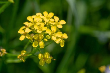 Doku, arkaplan, desen, tarlanın sığ derinliği, çayırdaki çimenler, tipik olarak dar yapraklı bitkilerden oluşan bitki örtüsü, çim ve çayırlarda yetiştirilen yabani veya ekili bitkiler.