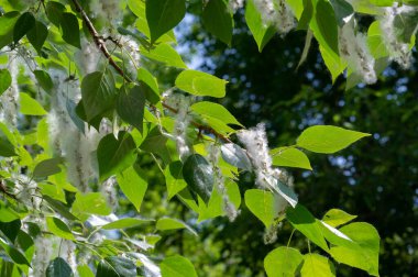 Kavak tüyü kar yığınına dönüşecek. İdeal şehir ağacı, diğer türlerden dört kat daha fazla karbondioksit emilir.